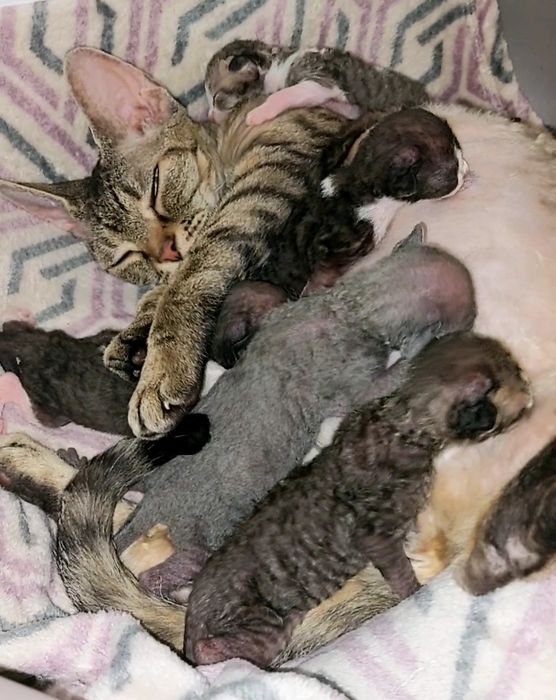 Девон-рекс кошенята - різні забарвлення з документами