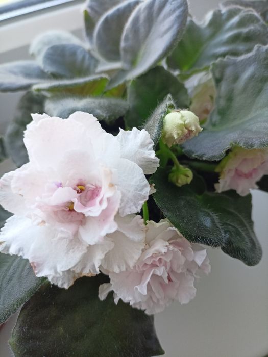 сортові сенполії  фиалки