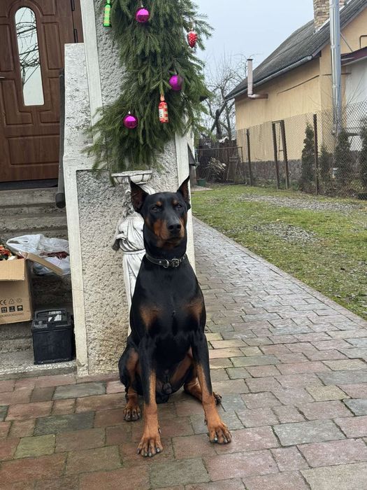Доберман злучка 1000грн