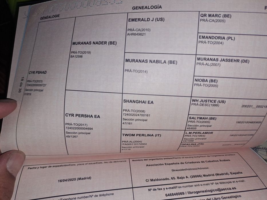 Cavalo pura raca arabe com documentos