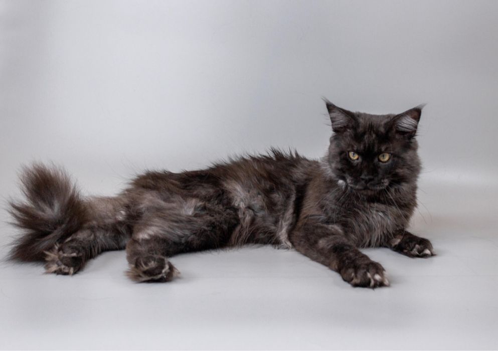 Мейн кун на парування