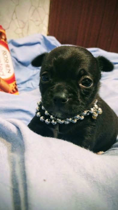 Чихуахуа девочка мини