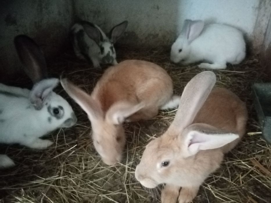 Młode krule  samce i samice