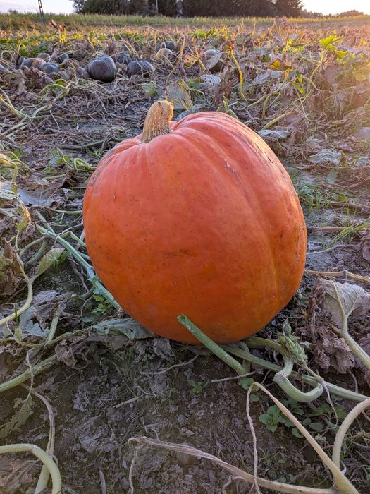 Dynia olbrzymia halloween