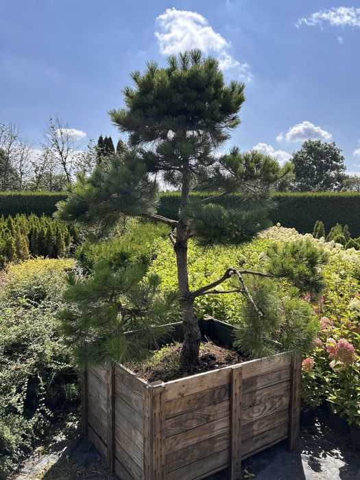 Sosna czarna formowana na bonsai