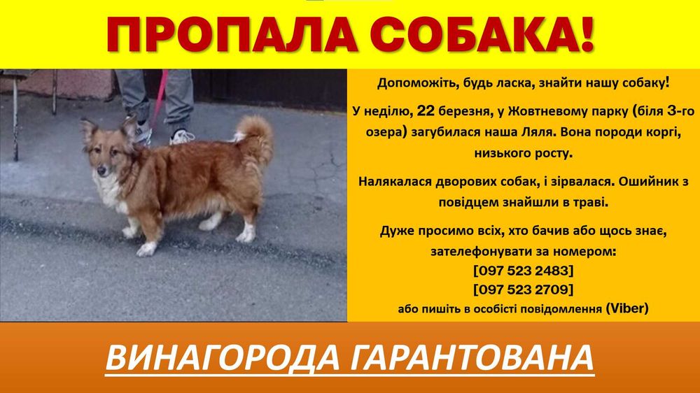 Допоможіть, будь ласка, знайти нашу собаку!