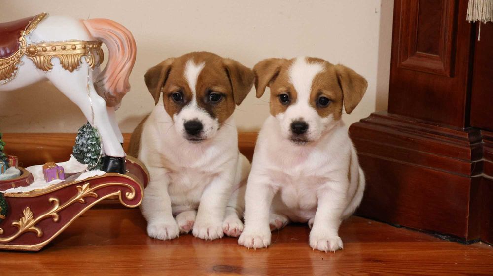 Piękna suczka JRT z hodowli"BREFIO"/badania genetyczne