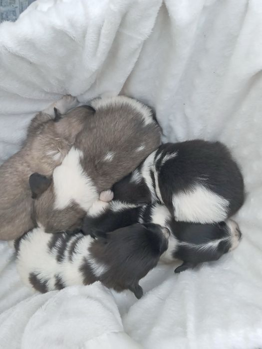 Продам цуценят Бордер коллі