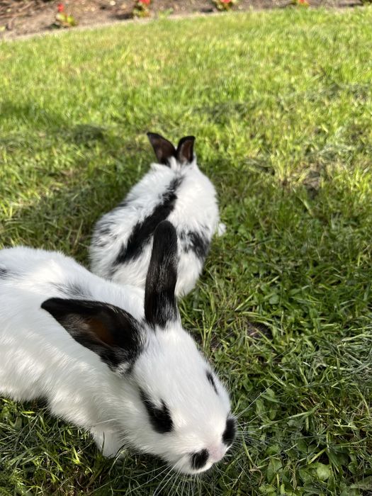 Króliki młode  i odchowane samce i samice