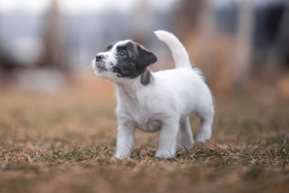 Jack Russell Terrier - piękna czarno biała suczka ZKwP FCI