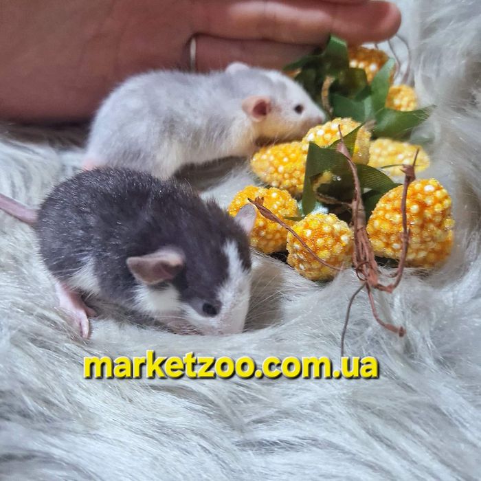 Ексклюзивні Дамбо щурики – рідкісні окраси "Блакитний Хаскі" та "Хаск