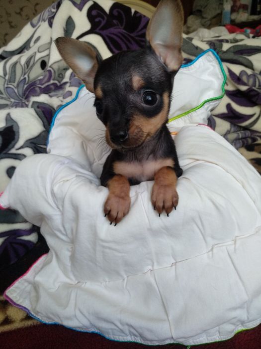 Щенки Той -терьера