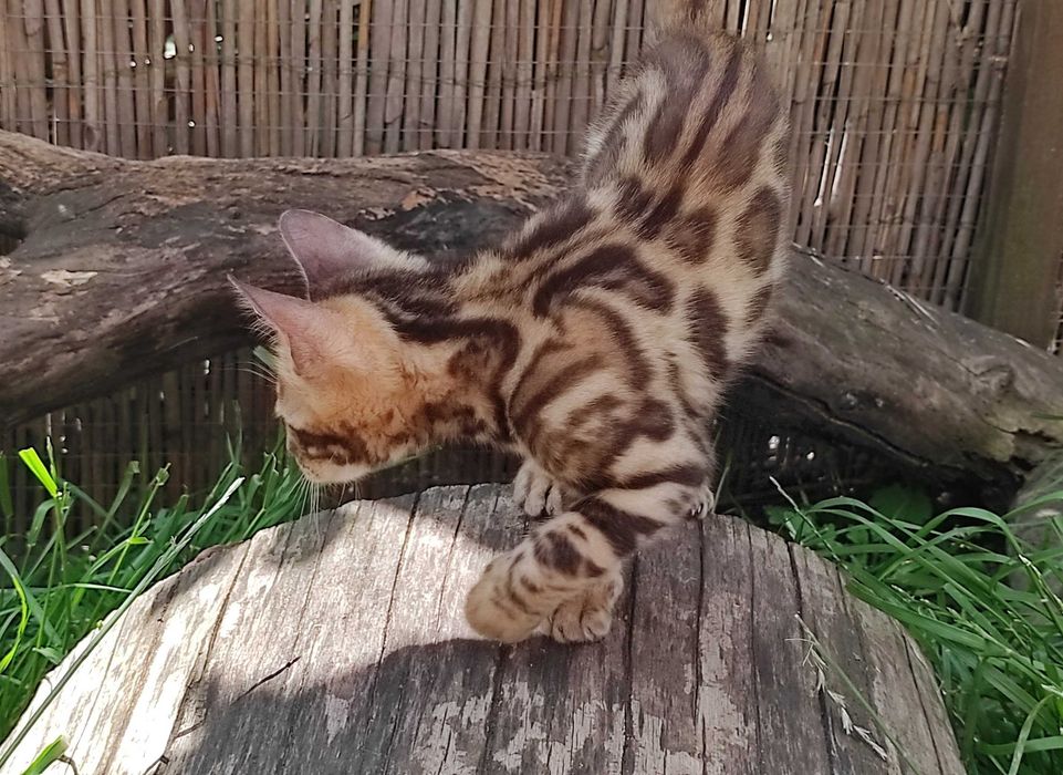 Чудові бенгальські кошенята