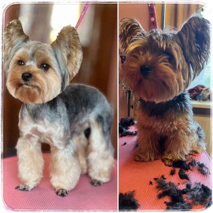 Грумінг для тварин