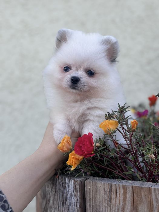 лялькова дівчинка тип ведмедика