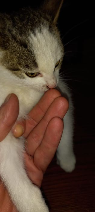 Oddam, Kotka za darmo, przytulasek.