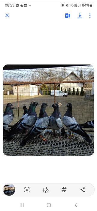 Gołębie Deresze młode 2025