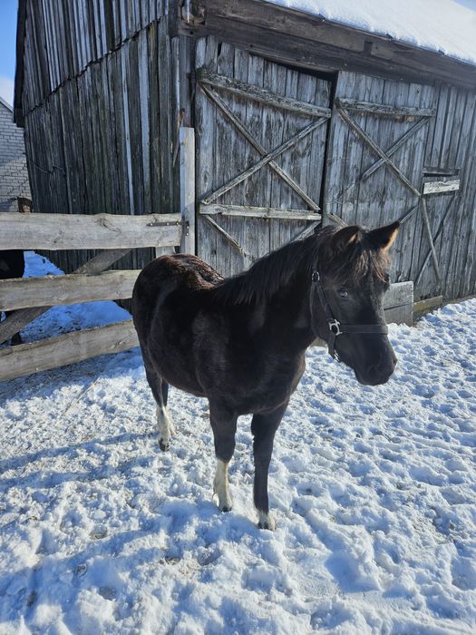 Koń, kuc, kucyk, hucuł