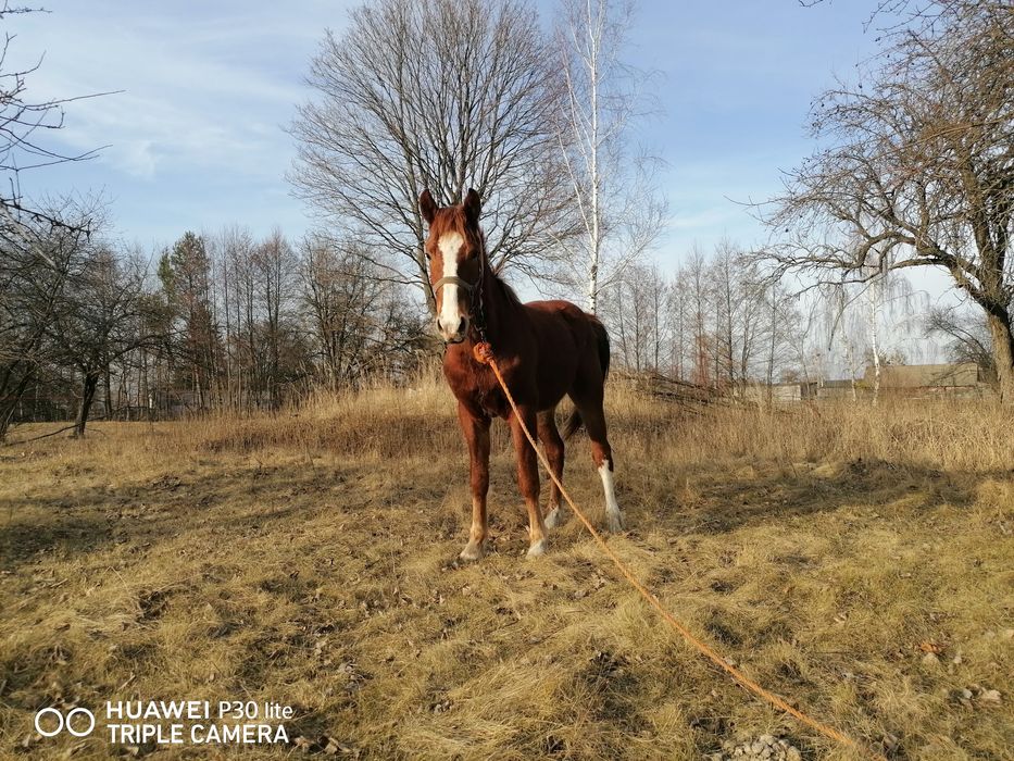 Продам Коні жеребці