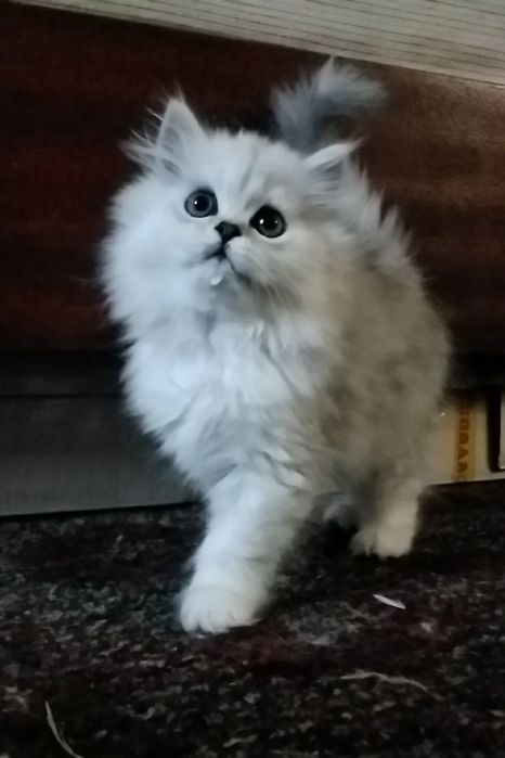 Пушистого белого котёнка серебристая шиншилла девочка