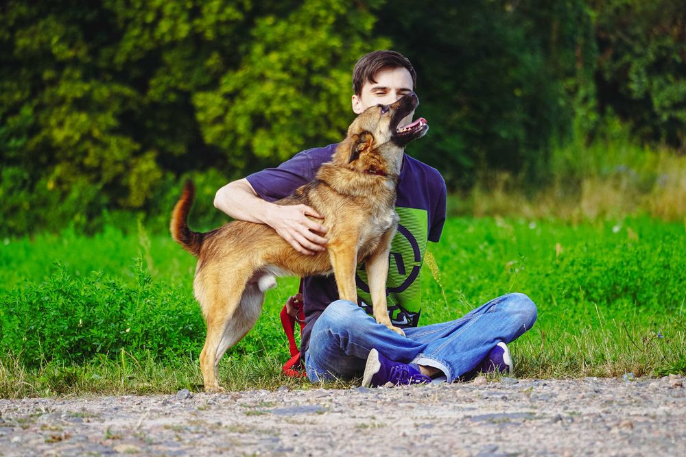 Dan - mega rewelacyjny pies