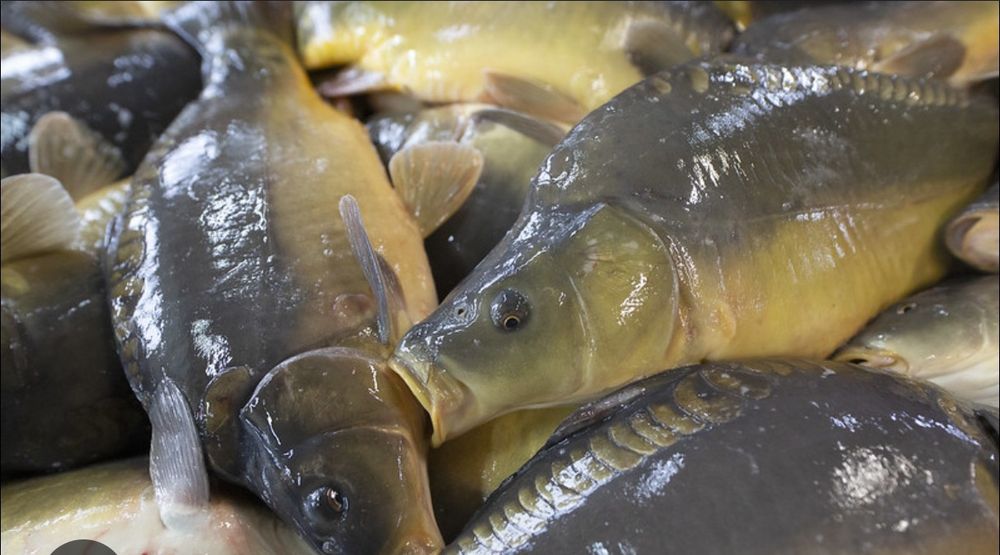 Karp ilości hurtowe