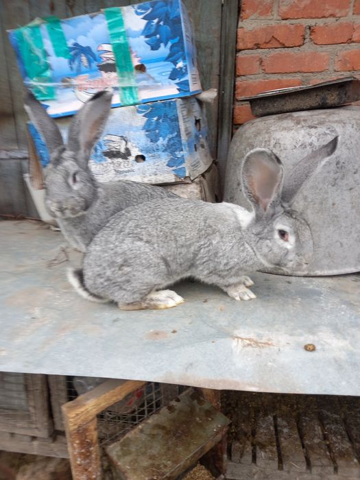 Продам кролі європейська шиншила. Є самці та самки.