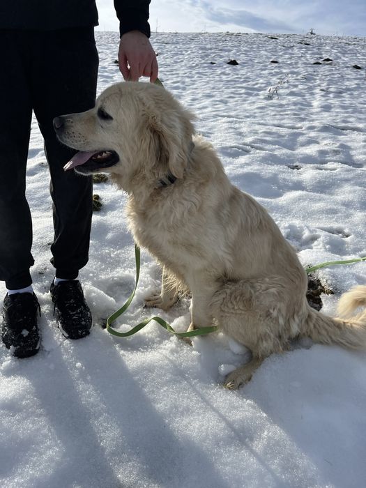 Lea w typie owczarka podgalańskiegob