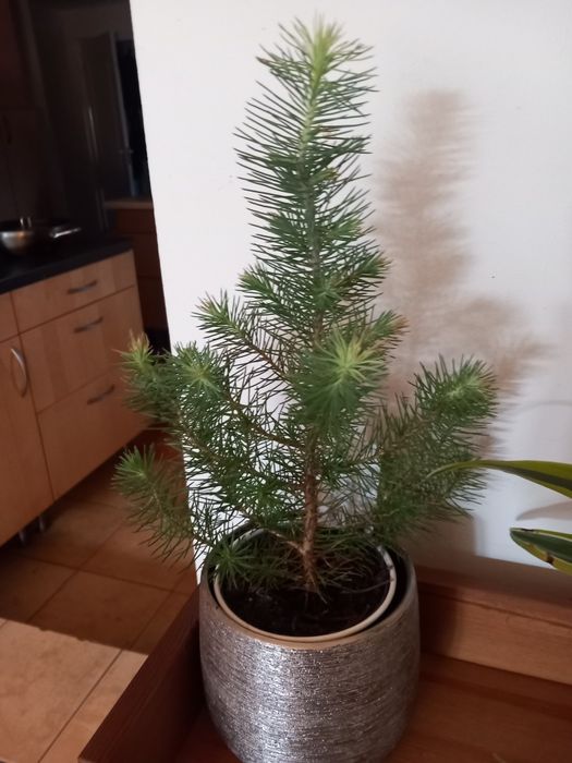 Kwiat zamiokulkas