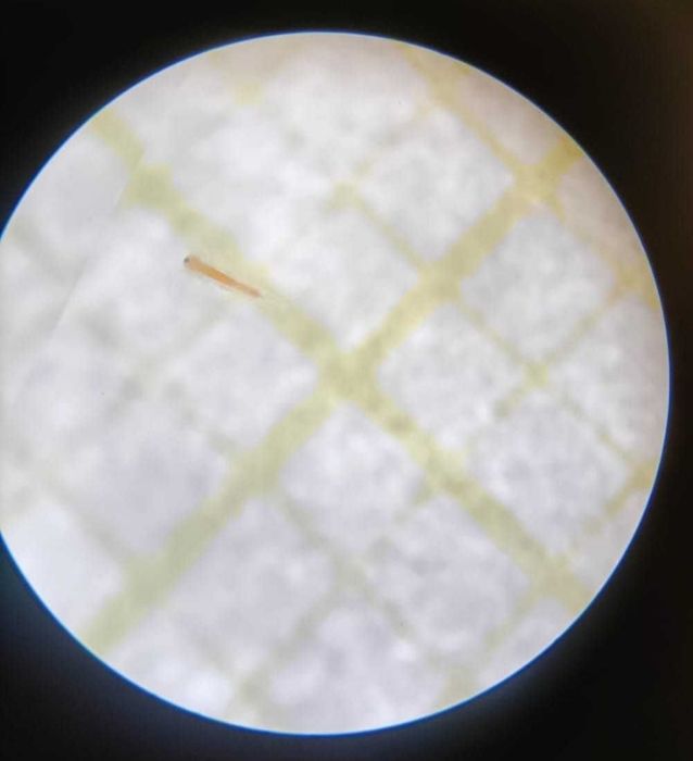 Artémia salina viva congelada ou cistus. ovos, náuplios recém eclodido