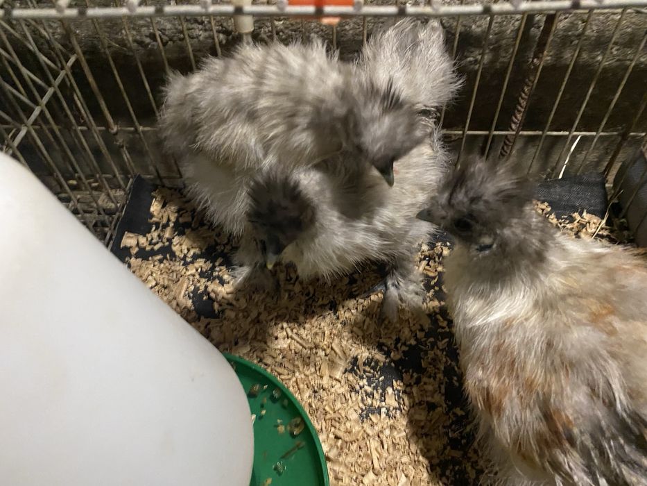 Galos sedosa do japao