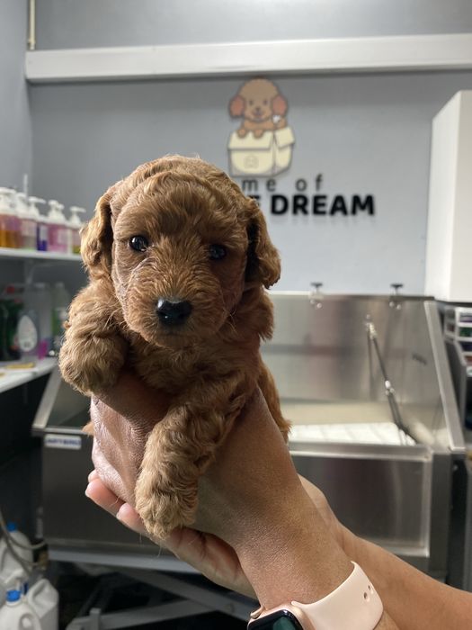 Linda puppy de Caniche/Poodle toy vermelho procura novo dono!!!