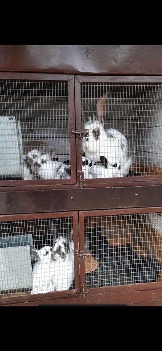 Продам кролика самку