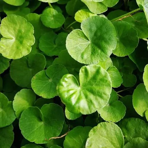 Hydrocotyle-Wąkrotka Zwyczajna.