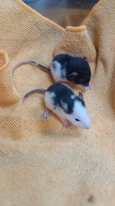 Декоративні Пацюки (щурики)