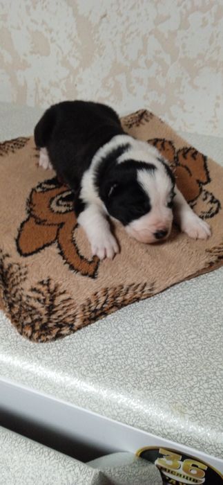 Цуценята алабай САО