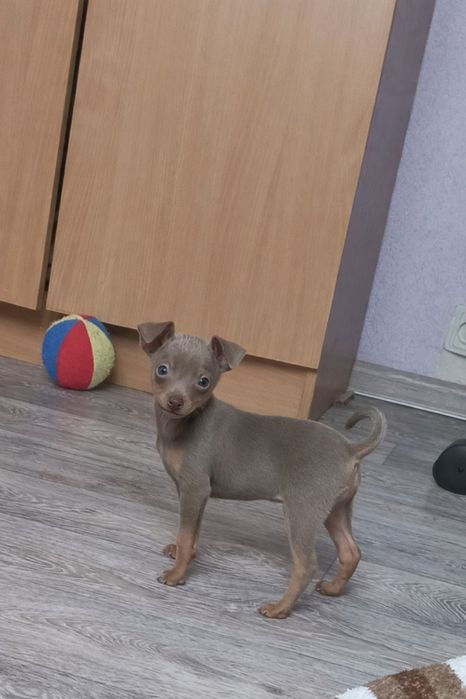 Той-терьер, мальчики!