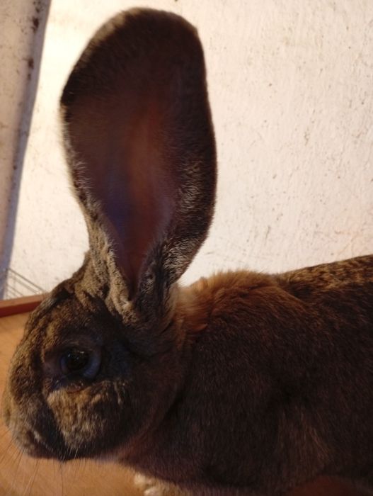 Sprzedam samca Belga