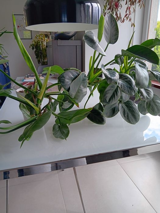 Dwa kwiaty Philodendron