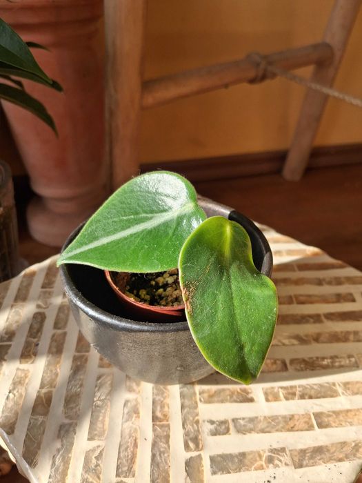 Peperomia vanilla