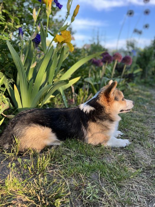 Вязка собак корги