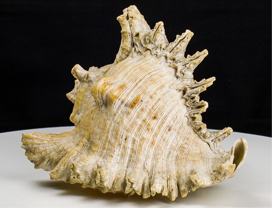 Морская раковина Мурекс большая