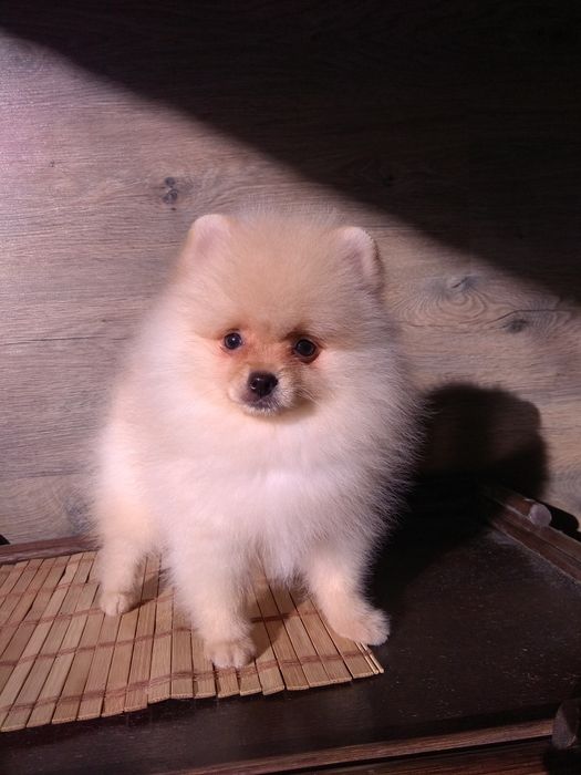 Шпіц померанський