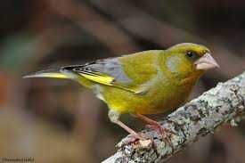 Aves anilhadas 2025/2026 (outras aves)