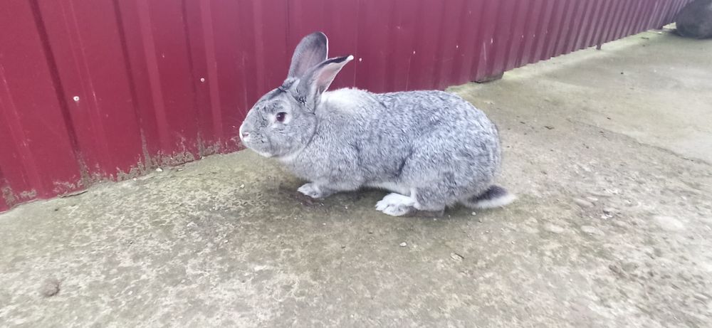 Продам самци и самки э молодняк