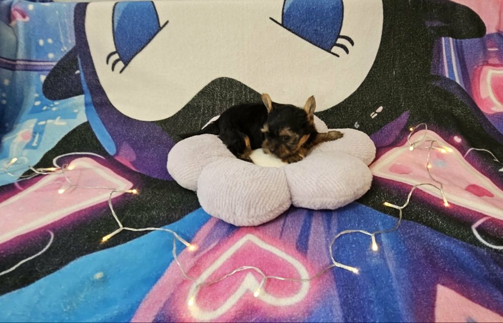 Yorkshire terrier (Dziewczynka)