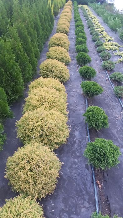 Смарагд Даника Ауреа Нана Блю Эрроу Самшит Глобоза Можжевель Вариегата