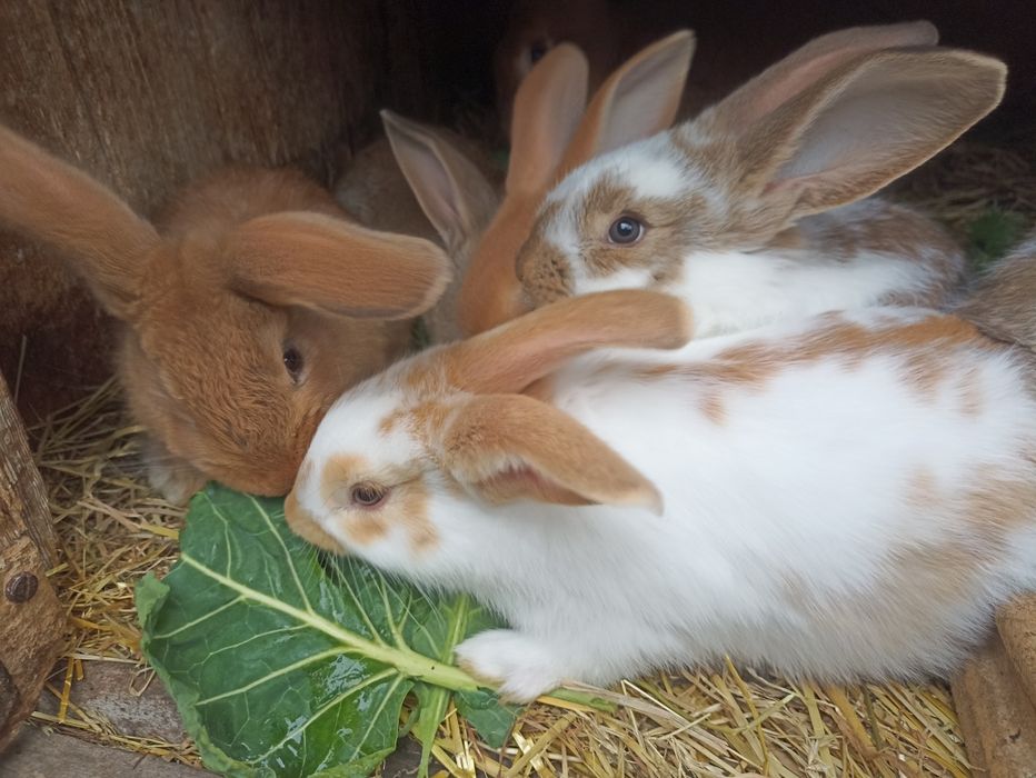 Młode króliki mieszańce