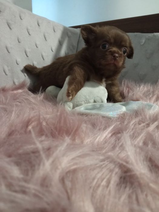 Długowłosy chłopczyk chihuahua miś