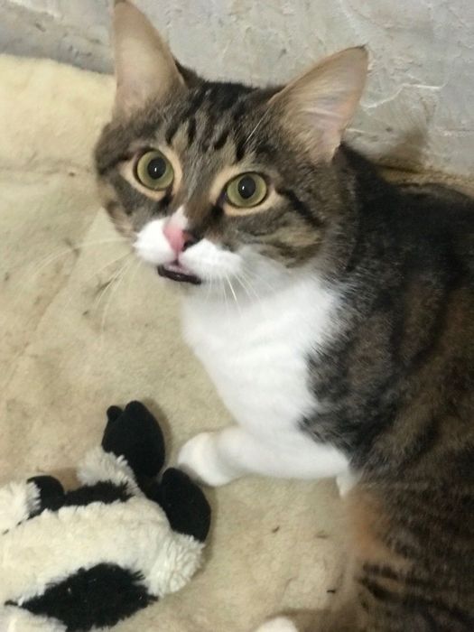 Молоді стерилізовані котики та кицьки